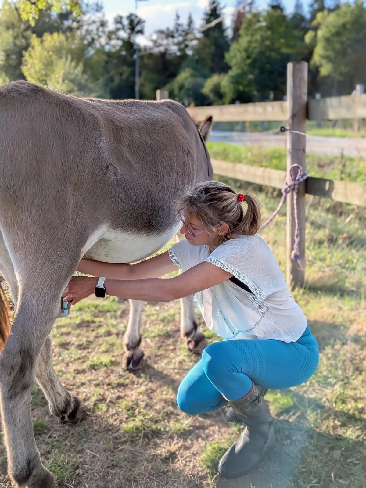 marie traite lait d'anesses
