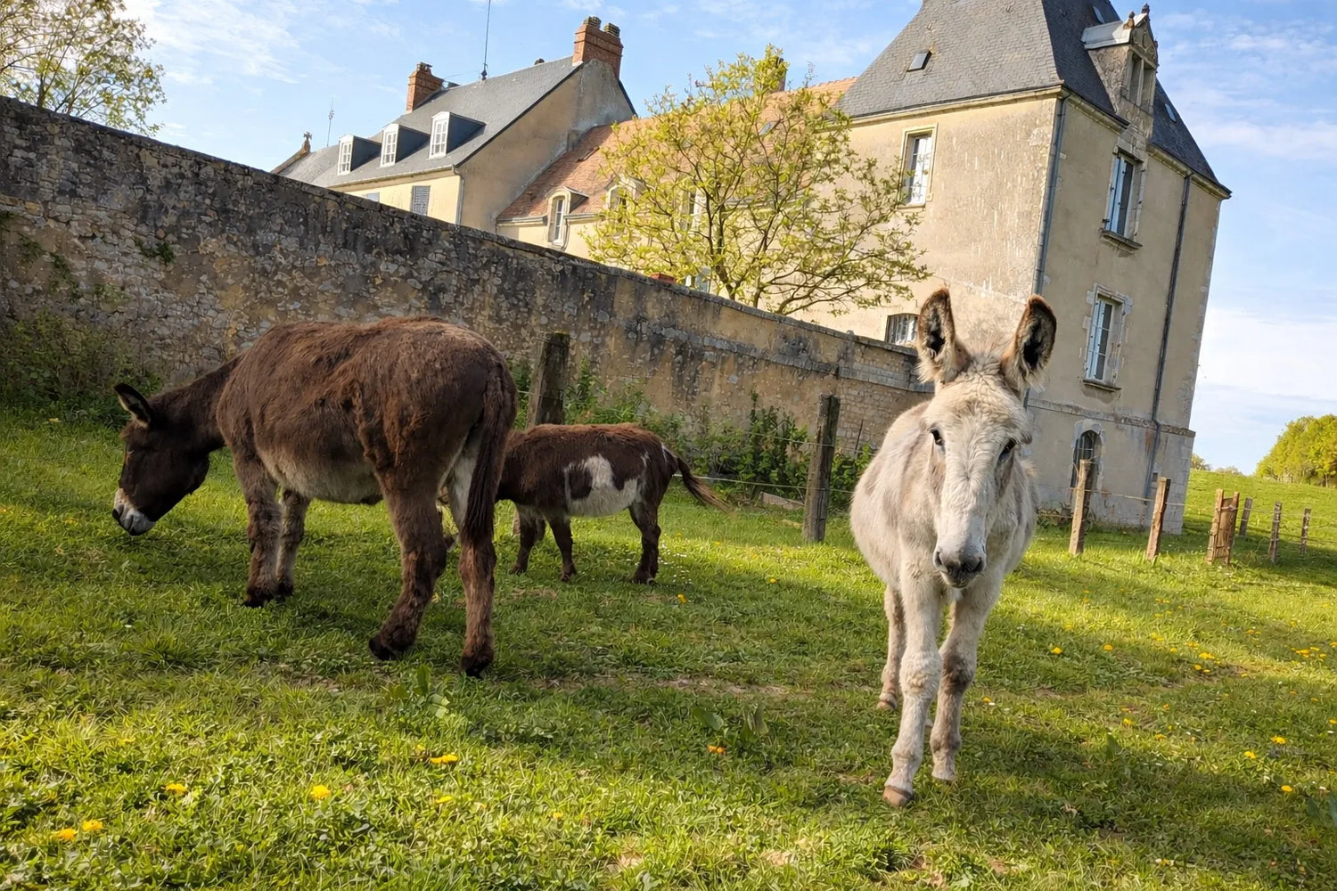 Asinerie de La Gastine à Louzes en Sarthe