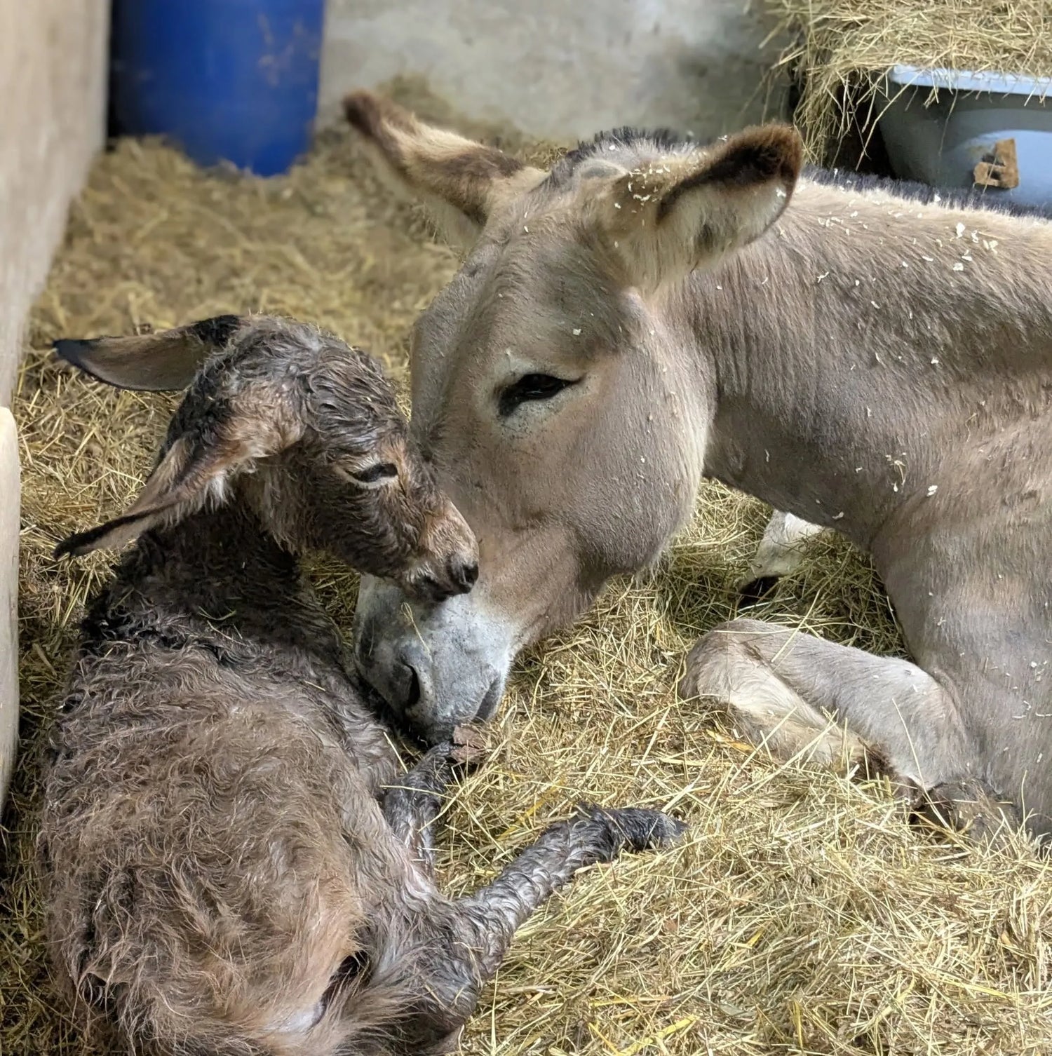 Naissance d'un ânon à l'asinerie Mélisâne dans la Sarthe