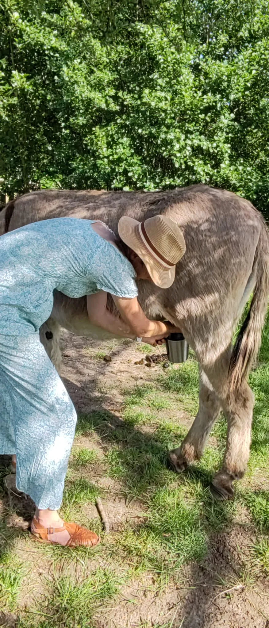 melisane-traite-lait-anesse
Traite manuelle d'une ânesse pour la fabrication des savons Mélisâne